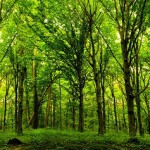 Global Macro Forex Tips